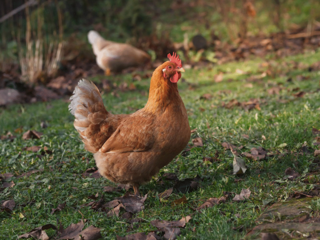How to raise chickens for eggs and meat
