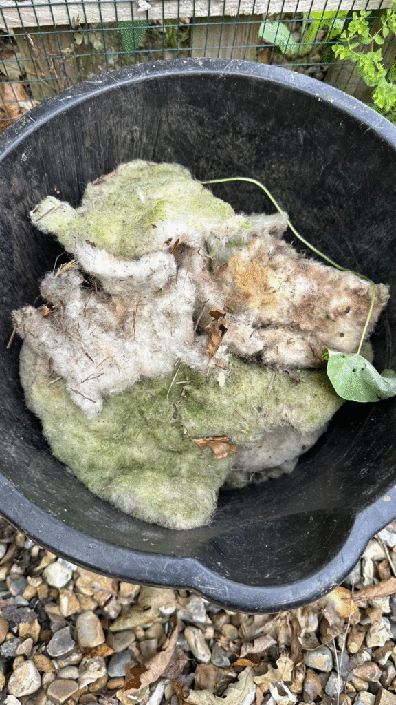 sheep’s wool composting