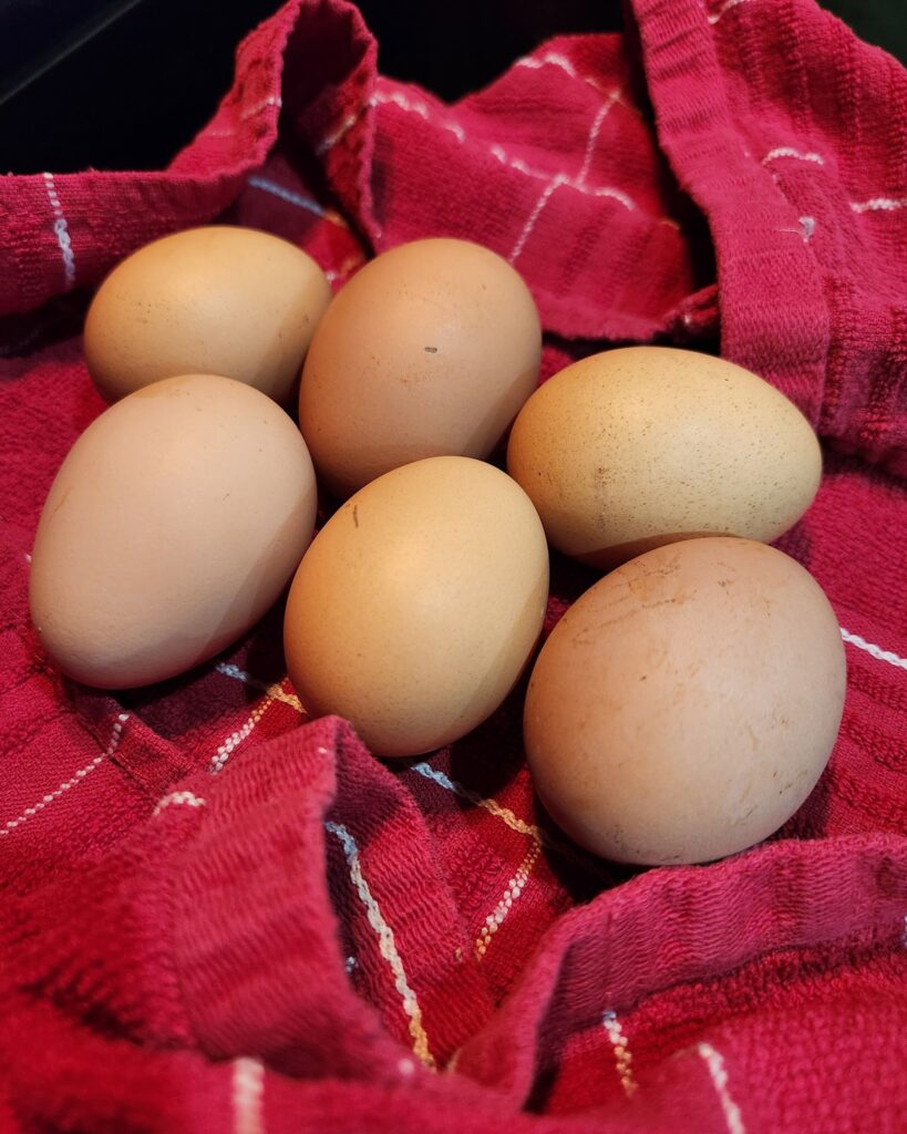 eggs Off grid living experience 2025