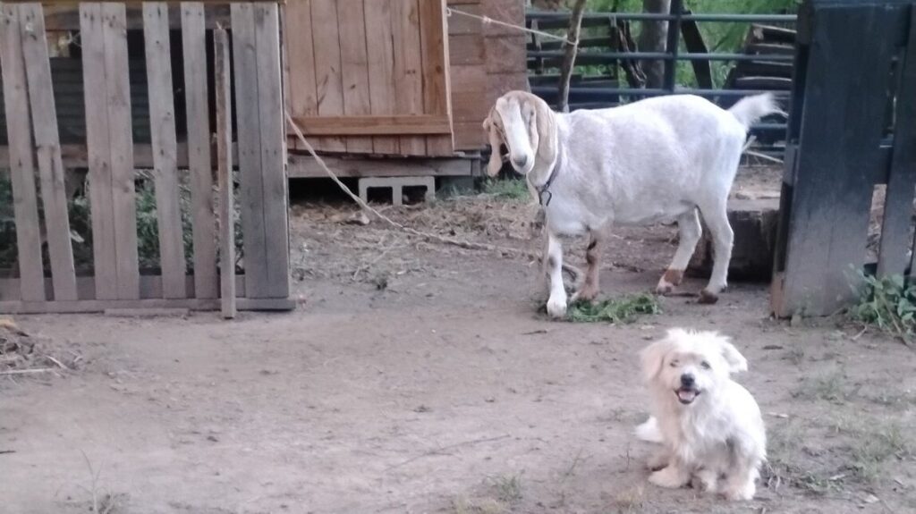 backyard goats housing and fencing