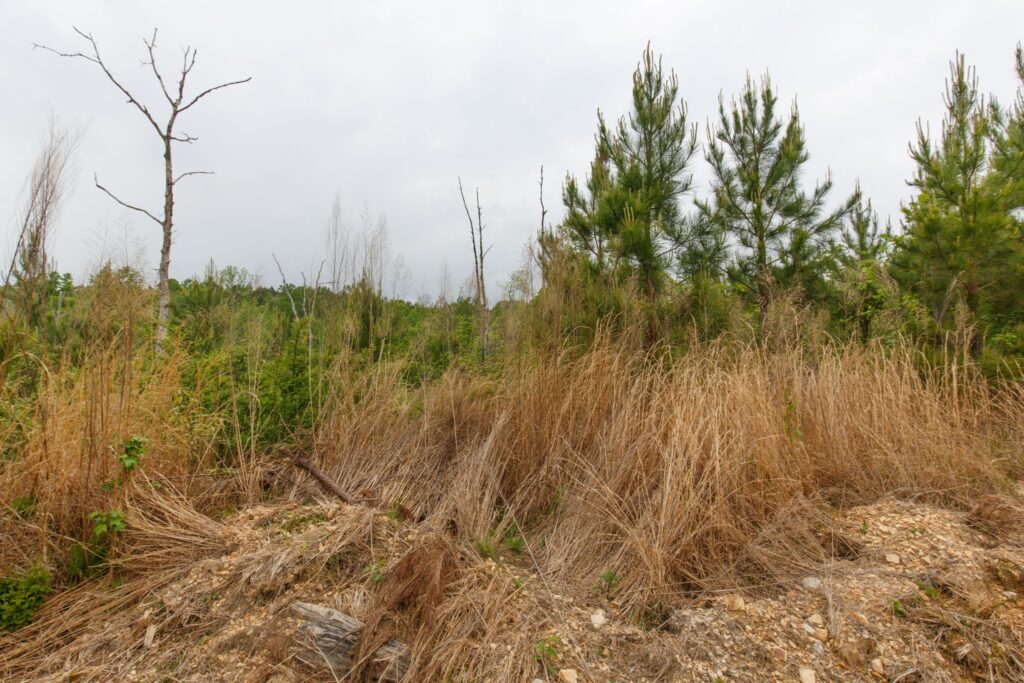 Mistakes to avoid when buying a homestead