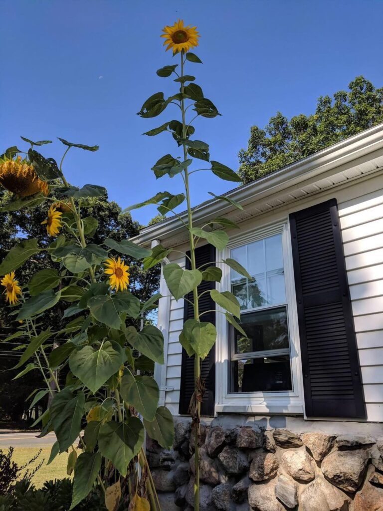 suburban and rural self-sufficient backyards