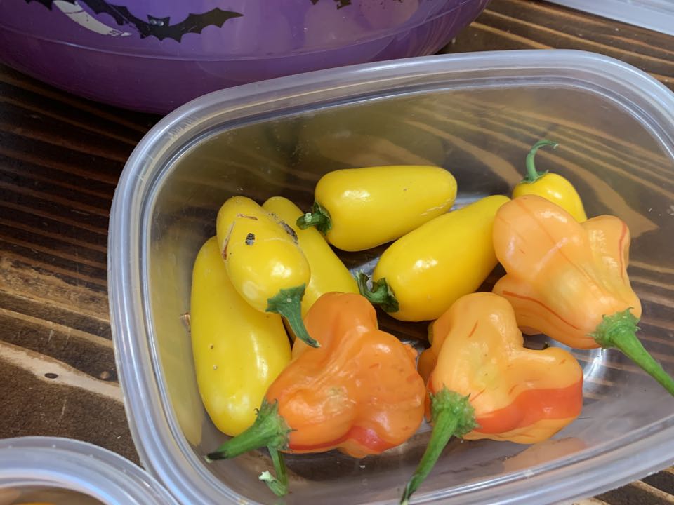 Homesteading: how to grow a year of food