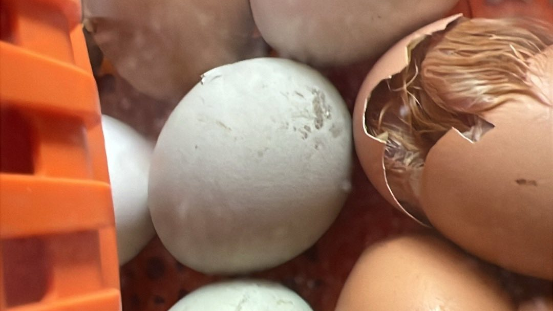 Chickens for eggs, meat, and composting